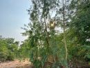 - ขายที่ดินทำเลทอง ต.บ้านเลื่อม อ.เมือง จ.อุดรธานี ถมแล้ว พร้อมใช้งาน! เนื้อที่รวม 4 โฉนด: 51 ไร่ 3 งาน 53 ตร.ว. (ไร่ละ 1,8OO,OOO)