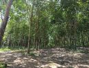  - ขายที่ดินสวนยาง 33 ไร่ ชัยเกษม บางสะพาน ประจวบคิรีขันธ์ ใกล้หาดบ้านกรูด เส้นถนนทะลุถนนเพชรเกษมได้