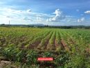  - ขายที่ดินโฉนด 12.5 ไร่ ต.หินซ้อน อ.แก่งคอย จ.สระบุรี บรรยากาศดี