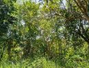 - ขายที่ดิน ต.พลูตาหลวง อ.สัตหีบ ชลบุรี พื้นที่ 15-1-19.2 ไร่