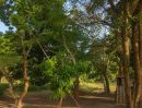  - ขายบ้านสวนพร้อมที่ดิน 10 ไร่ 26 ตร.วา ต.ใหม่พัฒนา อ.เกาะคา จ.ลำปาง ติดถนนทางหลวง 2027