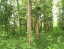 - ขายที่ดินพร้อมสวนสัก อายุกว่า 25 ปี อำเภอตาคลี จังหวัดนครสวรรค์