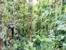 - ที่ดินพร้อมสวนสัก ติดถนนคอนกรีตสาธารณะ ใกล้ชุมชน อ.ท่าวังผา น่าน