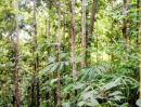 - ที่ดินพร้อมสวนสัก ติดถนนคอนกรีตสาธารณะ ใกล้ชุมชน อ.ท่าวังผา น่าน