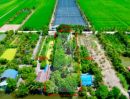 - ที่ดิน 2 ไร่ พร้อมสิ่งปลูกสร้าง ไทรน้อย - นนทบุรี