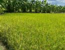  - ขาย ที่ดินเปล่า ต.หนองเพรางาย อ.ไทรน้อย จ.นนทบุรี