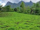  - ขายที่ดินบ้านถ้ำเชียงดาววิวดอยหลวงโฉนดพร้อมโอน