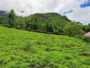  - ขายที่ดินบ้านถ้ำเชียงดาววิวดอยหลวงโฉนดพร้อมโอน