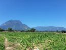  - ขายด่วนที่ดิน อ.เชียงดาว เชียงใหม่ วิวดอยหลวง ที่สวยมากๆ