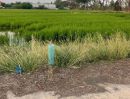 - ที่ดินสวยคลองเจ็ดลำลูกกา หน้าแปลงติดถนนคอนกรีต เดินทางสะดวก