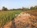  - ขายที่ดิน 200 ตรว ต.กุดกว้าง อ.หนองเรือ ขอนแก่นห่างถนนใหญ่ 2 กม ขาย 1.5 แสน