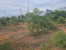 - ขายที่ดินพร้อมต้นมะม่วง 200 ต้น ต.สมอแข อ.เมือง จ.พิษณุโลก