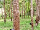  - สวนยางพารา เมืองน่าน พร้อมกรีดได้เลย อ.เมืองน่าน