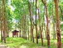  - สวนยางพารา เมืองน่าน พร้อมกรีดได้เลย อ.เมืองน่าน