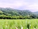  - ที่ดินเปล่า แปลงสวย มีแหล่งน้ำ ใกล้ถนนสายหลัก อุตรดิตถ์