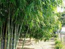 - ขายที่ดินพร้อมบ้าน และสวน ใกล้ ม.เกษตรกำแพงแสน