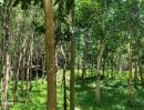 - ขายที่ดินผืนใหญ่พร้อมสวนปาล์มและสวนยางพารา มีลำห้วยโอมล้อม ต.บางหิน อ.กะเปอร์ จ.ระนอง