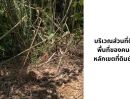 - ขายที่ดินผืนใหญ่พร้อมสวนปาล์มและสวนยางพารา มีลำห้วยโอมล้อม ต.บางหิน อ.กะเปอร์ จ.ระนอง
