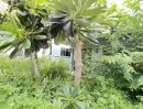  - บ้านเดี่ยว Baan Terrace Hiil (บ้านเทอเรส ฮิลล์) อ.ศรีราชา ,ชลบุรี