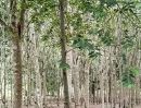 - บ้านสวน พร้อมสวนยางพารา สร้างรายได้ทุกเดือน บนพื้นที่เกือบ 9 ไร่ จังหวัดระยอง