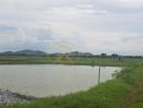  - ขายที่ดินใกล้วิทยาลัยเทคโนโลยีสารสนเทศเพชรบูรณ์ แปลงสวย 57-1-85 ไร่ ต.ซับสมอทอด อ.บึงสามพัน จ.เพชรบูรณ์