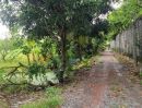  - ขายที่ดินไทรน้อย หนองเพรางาย นนทบุรี 500 ตร.ว.หรือ 1 ไร่ 1 งาน