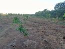  - ขายที่ดิน 10.5 ไร่ พร้อมสวนยางพารา ต.กระแจะ อ.นายายอาม จ.จันทบุรี ราคาถูกมาก ซื้อแล้ว รอรับรายได้ ได้เลย