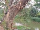- ที่ดินติดแม่น้ำนครนายก บรรยากาศธรรมชาติ เหมาะทำรีสอร์ต/พูลวิลล่า
