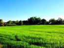 - ขายที่ดินองครักษ์ นครนายก คลอง16 ติดถนนลาดยาง ใกล้มศว ใกล้อบตองครักษ์ ทำเลดี