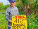 - ขายที่ดินนนทบุรีบางใหญ่าบ้านใหม่ราคาถูกทำเลดีมาก