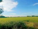 - ขายที่นา 12ไร่เศษ บางปะหัน อยุธยา ใกล้วัดตาลเอน ติดคลองบางพระครู