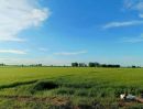 - ขายที่นา 12ไร่เศษ บางปะหัน อยุธยา ใกล้วัดตาลเอน ติดคลองบางพระครู