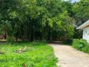 - ขายถูมาก!! ที่ดิน 9ไร่กว่า ติดถนน วิวภูเขา บรรยากาศดี ทำเลทอง อ.วังทอง จ.พิษณุโลก ใกล้ตลาดวังทอง 2 กม.