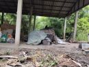  - ขายบ้านพร้อมที่ดิน 3 ไร่เศษ บริเวณข้างโรงเรียนบ้านหนองพรานพุก ต.ทับใต้ อ.หัวหิน จ.ประจวบคีรีขันธ์