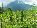  - ขายที่ดินเนินสโลปวิวดอยหลวงติดถนนหลวง 107 พร้อมโอน