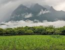 - ขายที่ดินติดถนนติดดอยหลวงเชียงดาวโฉนดพร้อมโอน