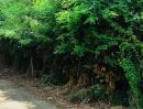 - ที่ดินเนินเขาวิวพาโนรามา 360 โอบล้อมด้วยขุนเขาและสายน้ำจาง อ.แม่ทะ จ.ลำปาง