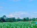 - ที่ดินราคาถูกนครราชสีมา บ้านหนองหญ้าขาว ต.ปักธงชัยเหนือ อ.ปักธงชัย 3-3-41 ไร่ เหมาะทำบ้านสวน ดินดี น้ำดี เช่นทุเรียน ฝรั่ง กล้วย มะม่วง ขนุน ม