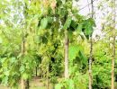  - ที่ดินพร้อมสวนสักแปลงสวย อ.ท่าปลา อุตรดิตถ์