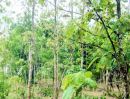  - ที่ดินพร้อมสวนสักแปลงสวย อ.ท่าปลา อุตรดิตถ์