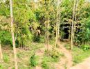  - ที่ดินพร้อมสวนสักแปลงสวย อ.ท่าปลา อุตรดิตถ์
