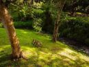 - ขายบ้านสวนติดริมน้ำแม่ออนสันกำแพงโฉนดพร้อมโอน