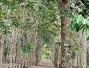 - บ้านสวนพร้อมสวนยางพารา สร้างรายได้ทุกเดือน บนพื้นที่เกือบ 9 ไร่ จังหวัดระยอง