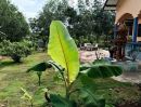 - บ้านสวนพร้อมสวนยางพารา สร้างรายได้ทุกเดือน บนพื้นที่เกือบ 9 ไร่ จังหวัดระยอง