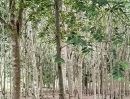 - บ้านสวนพร้อมสวนยางพารา สร้างรายได้ทุกเดือน บนพื้นที่เกือบ 9 ไร่ จังหวัดระยอง