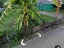  - ขายที่ดินสารภีใกล้ถนนต้นยางสารภีโฉนดพร้อมโอน