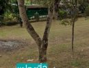 - ขายที่ดินตำบลบ้านปงหางดงแบ่งขายหลายแปลงโฉนดพร้อมโอน