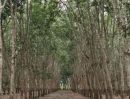 - ขายสวนยางชุมแสง 30 ไร่ แปลงสวยทำเลดี ไร่ละ 6.5 แสน อ.วังจันทร์ จ.ระยอง