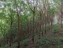 - ขายที่ดินบนเขา 51 ไร่ ต.บางม่วง อ.ตะกั่วป่า จ.พังงา วิวทะเล ใกล้หาดบางสัก