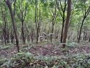 - ขายที่ดินบนเขา 51 ไร่ ต.บางม่วง อ.ตะกั่วป่า จ.พังงา วิวทะเล ใกล้หาดบางสัก